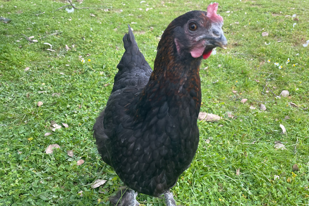 Gigi