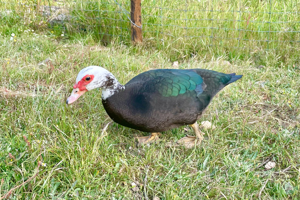 Lu