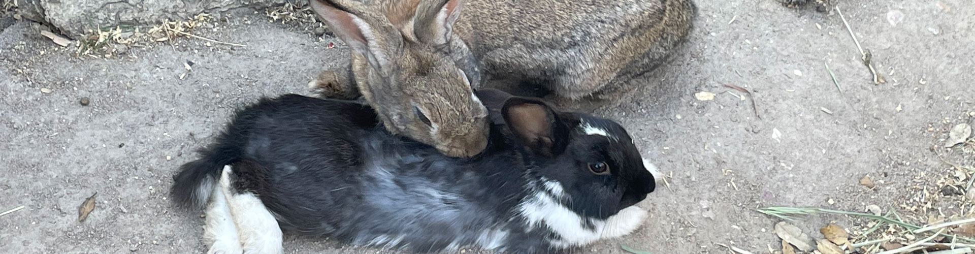 unsere Hühner und Hähne